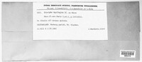 Erysiphe aquilegiae image